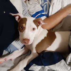 Meet your Posher, Chad a